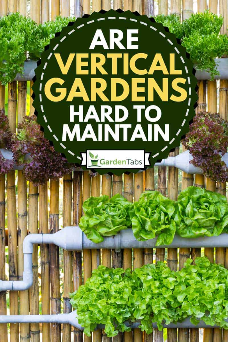 Assorted vegetables in vertical gardening, Are vertical gardens hard to maintain