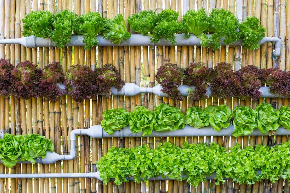 Assorted vegetables in vertical gardening