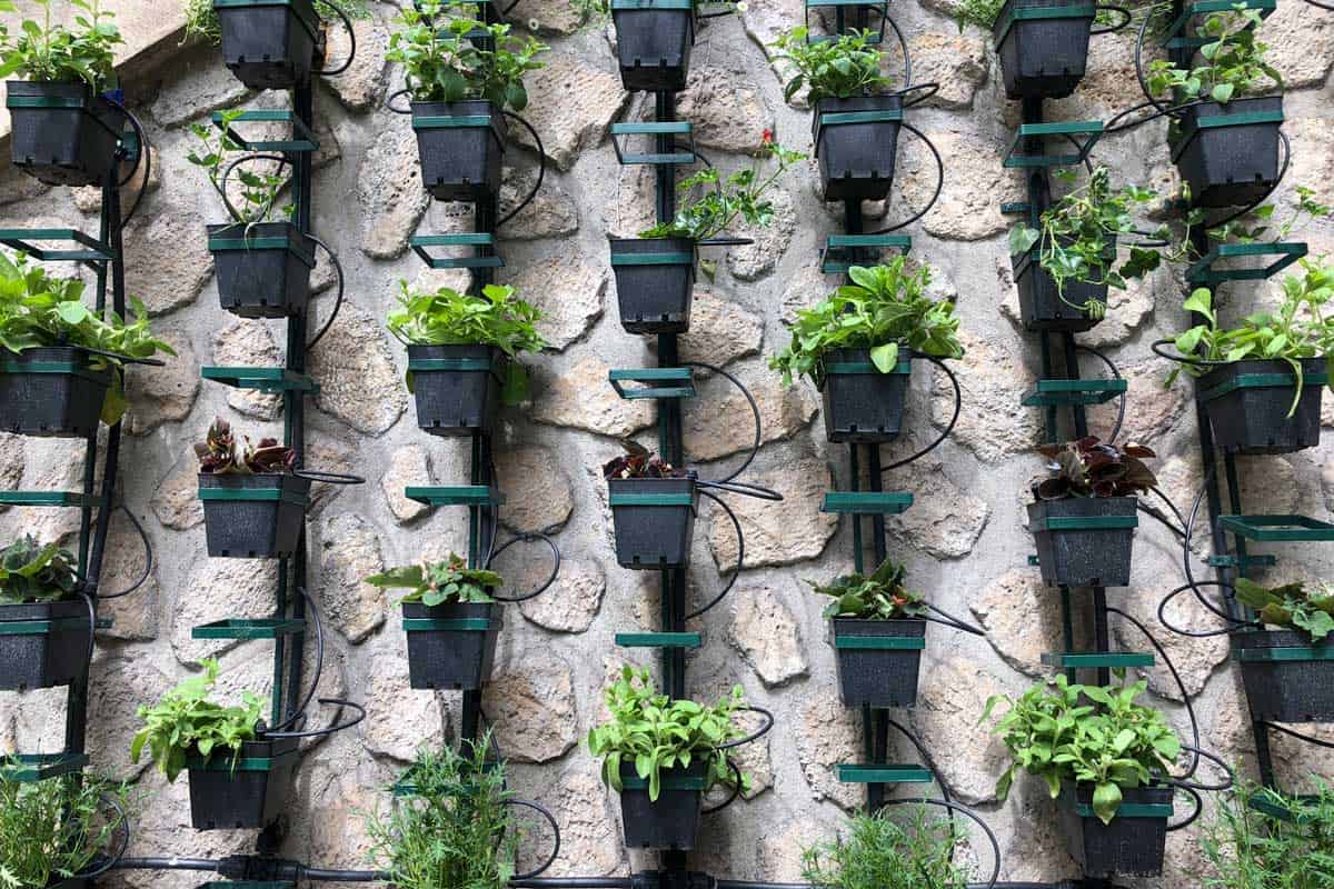 Vertical herb garden on concrete wall in Paris