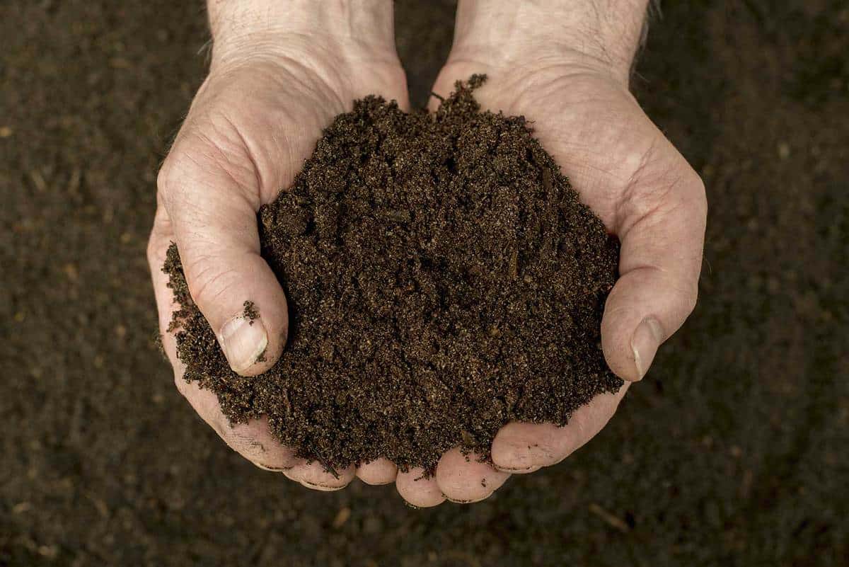 Person holding compost soil with both hands