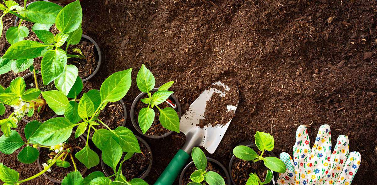 Top view of gardening tools and seedlings on soil