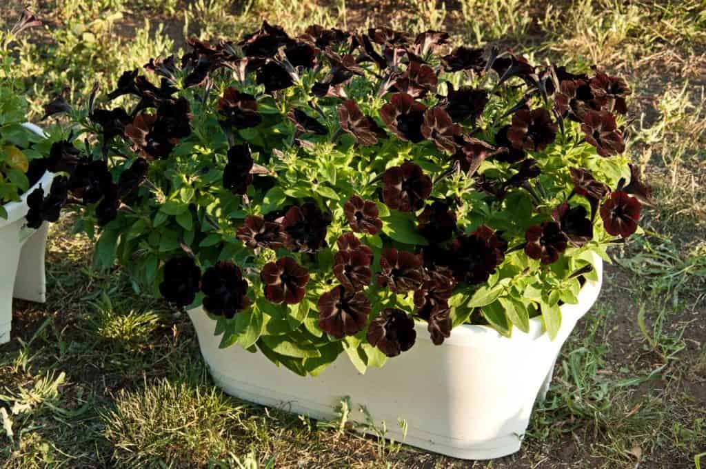 Black Petunia growing in a white planter box