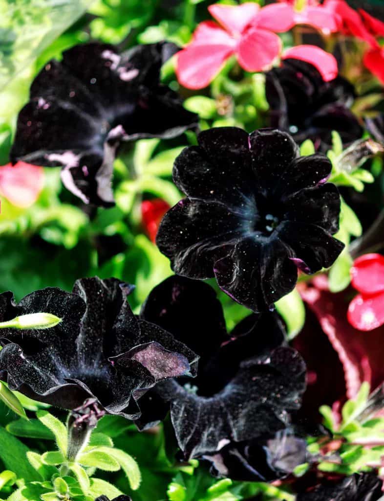 Close up photo of a black Petunia with red petunia at the back