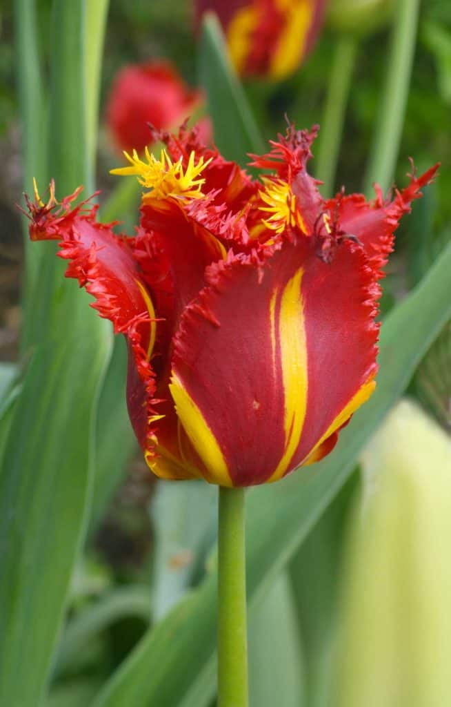 dominantly red and yellow Striped Tulips