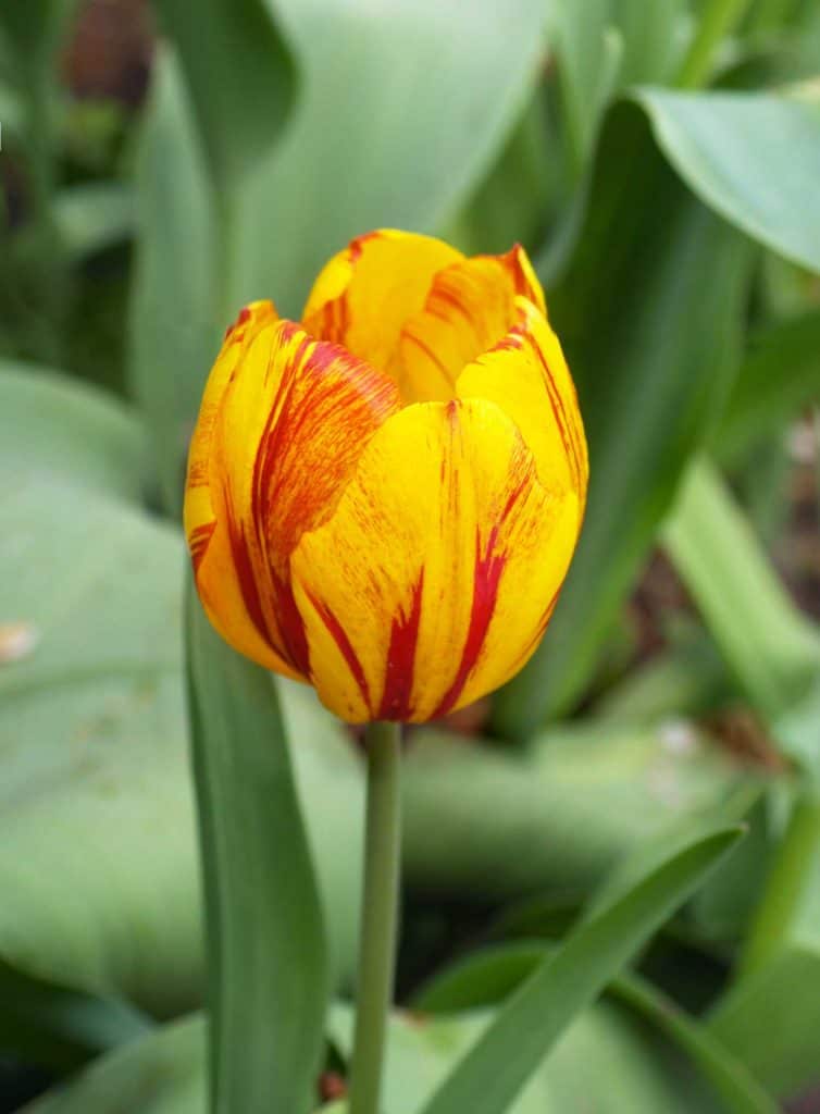 Yellow-red Striped Tulips close up