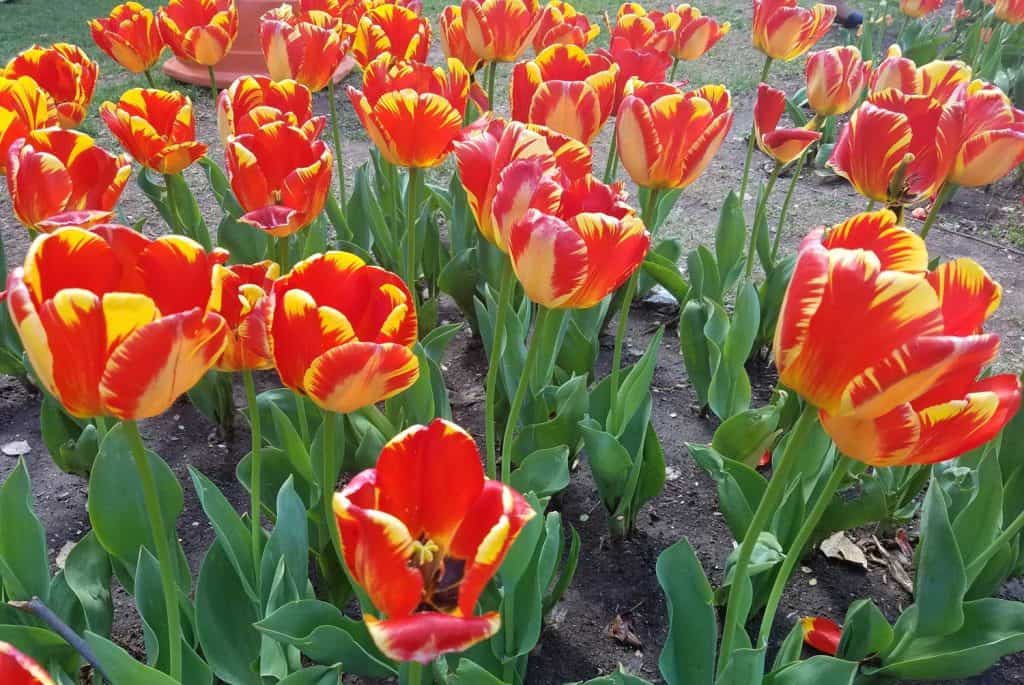 yellow and red Striped Tulips garden