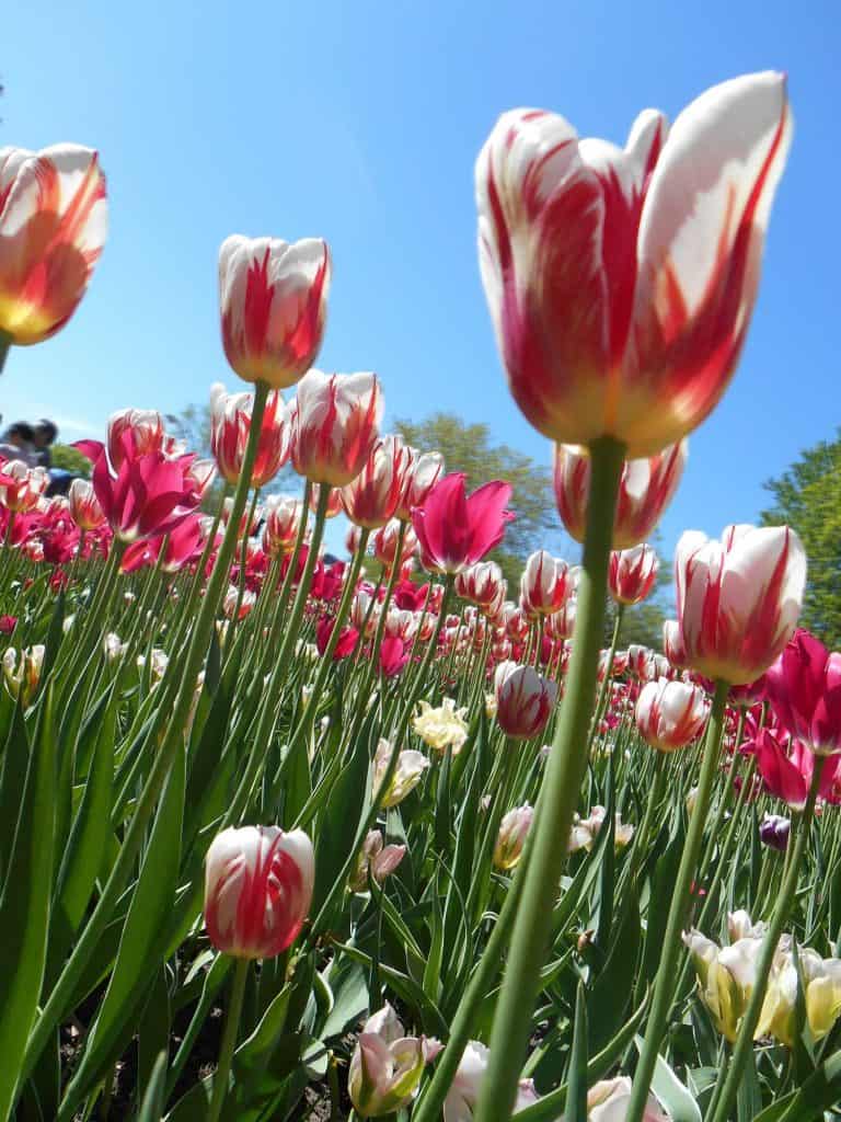 White-Yellow and Red Striped Tulips