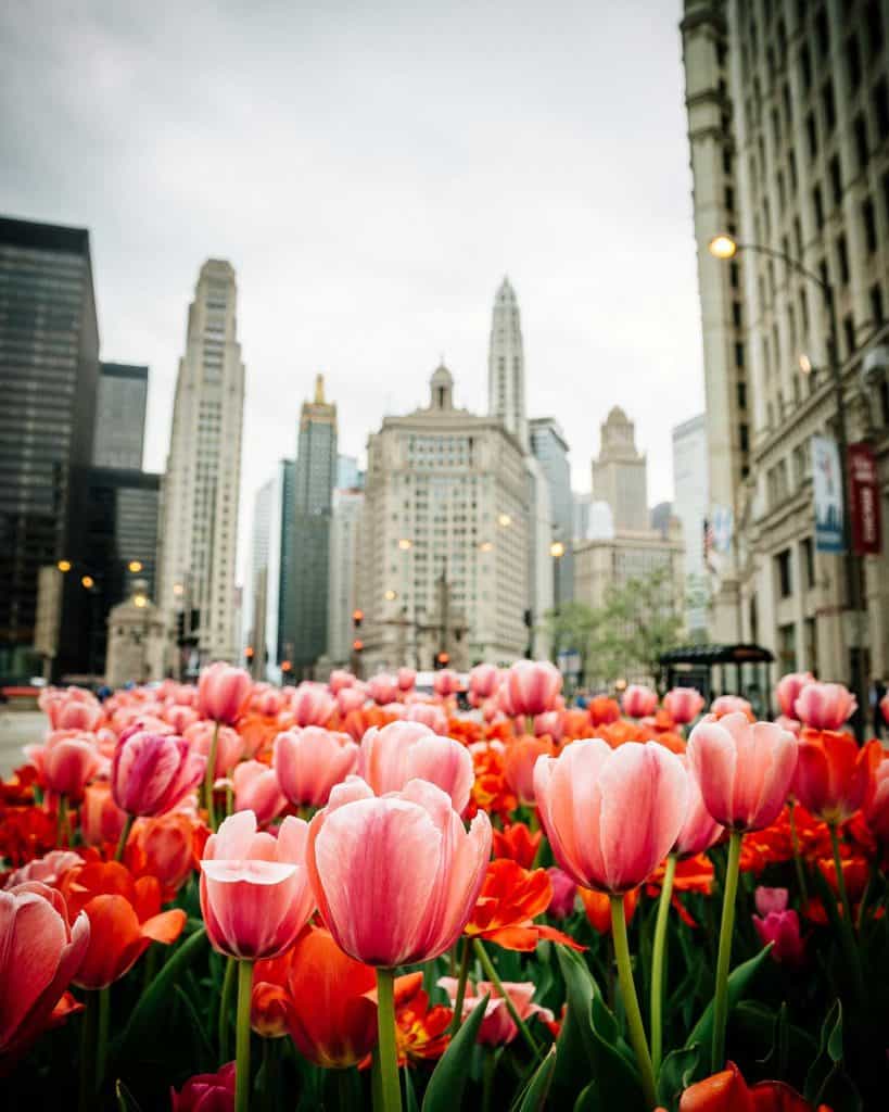 Pink, white and red Striped Tulips in the middle of the city