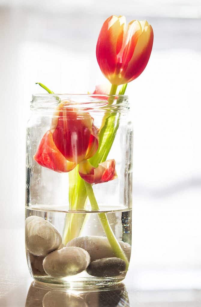 Cut yellow and red Striped Tulips in the glass with water