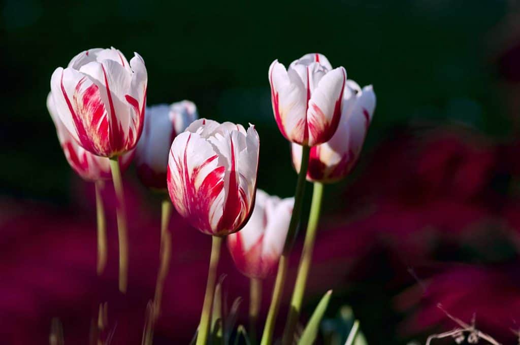 White-red Striped Tulips close up shot