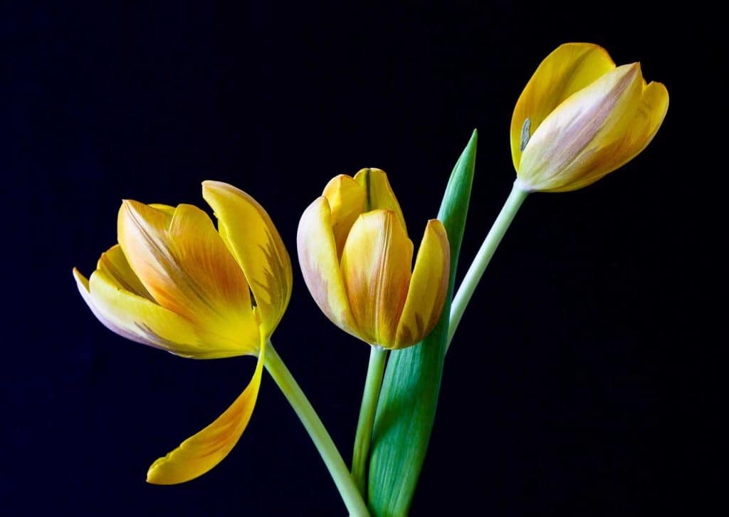 Yellow and white Striped Tulips close up shot