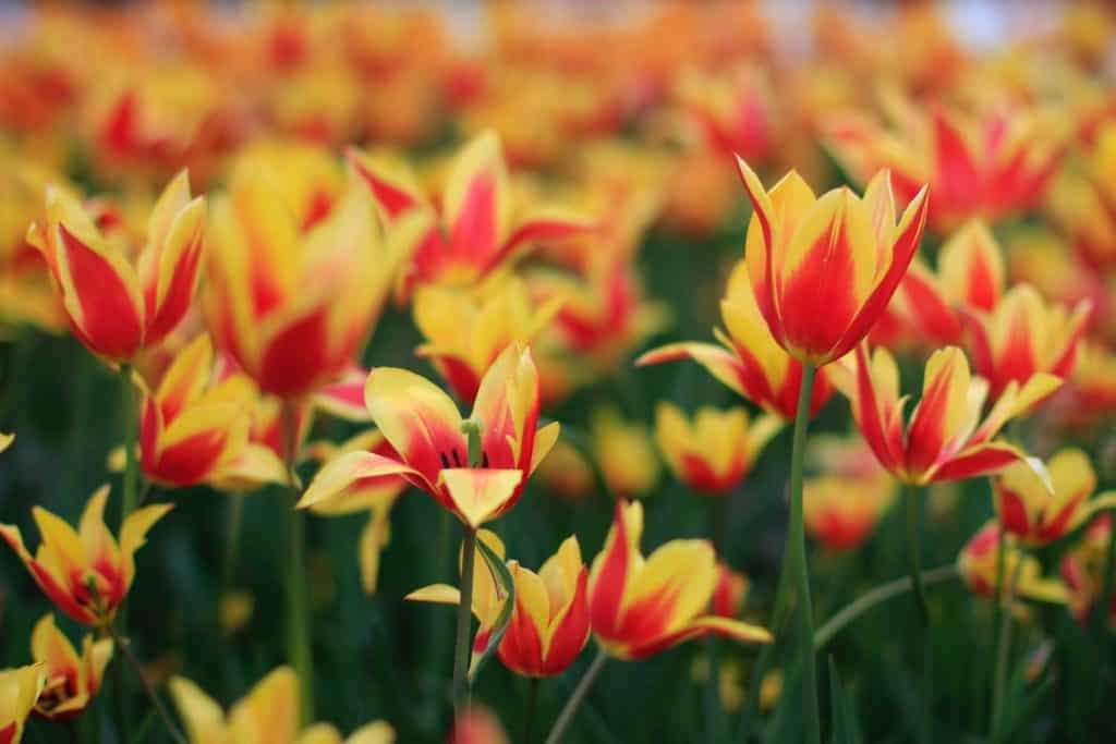 Bloomed yellow and red Striped Tulips