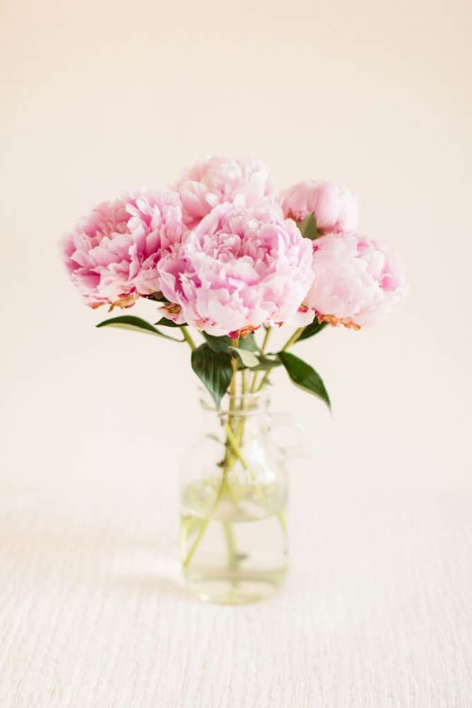 Bouquet of pink peonies placed on glass jar