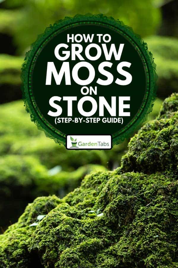 Bright green moss grown up cover the rough stones, How to Grow Moss on Stone (Step-By-Step Guide)