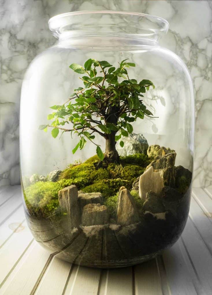 Stunning moss growing inside a jar
