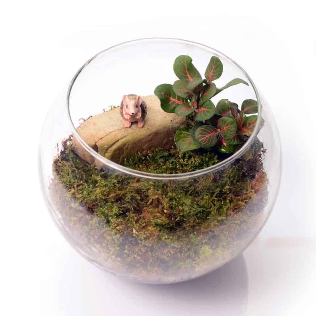 terrarium small glass jar with moss and existing indoor plant
