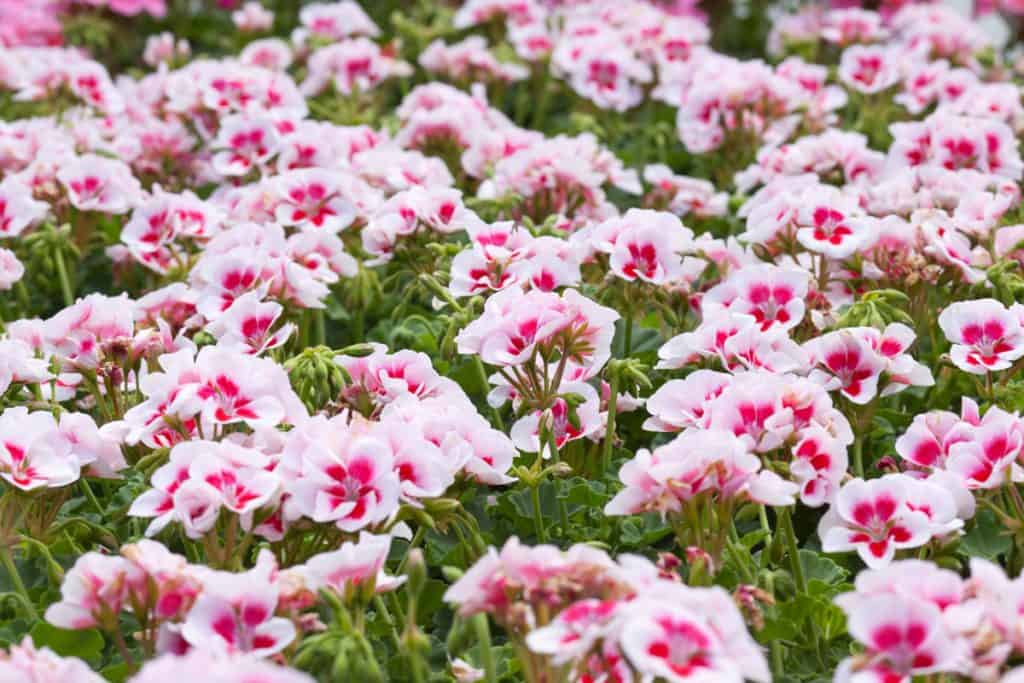 A field of gorgeous geraniums