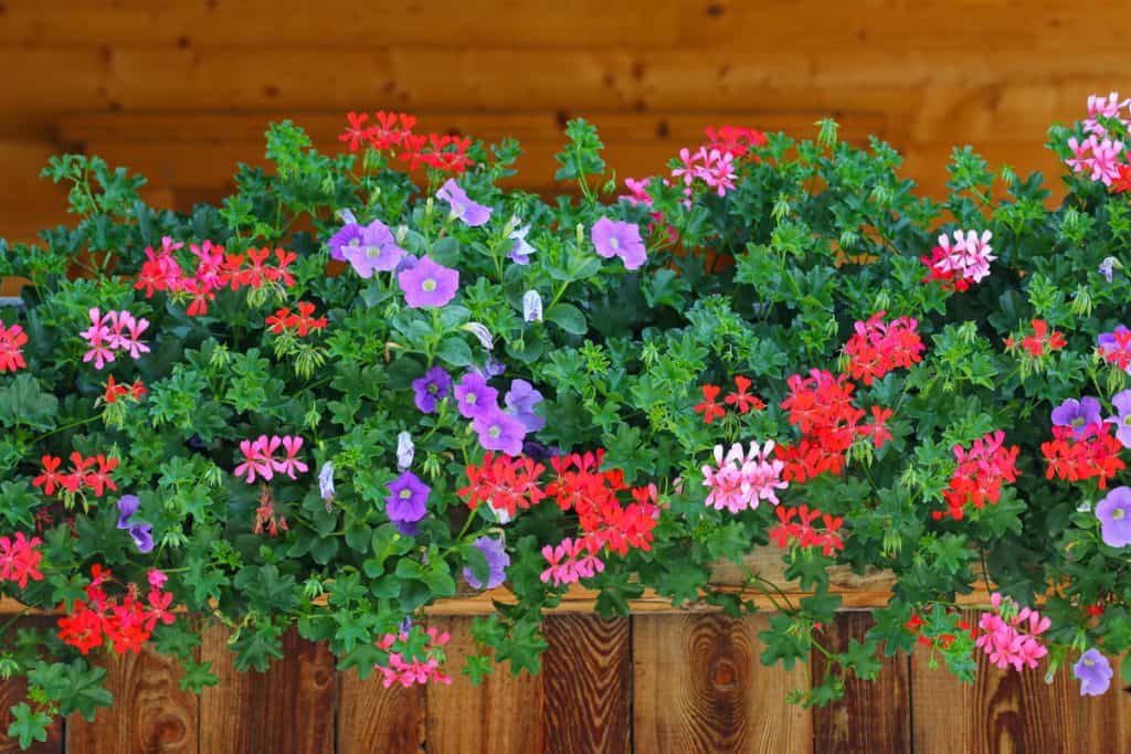 A garden display with geraniums