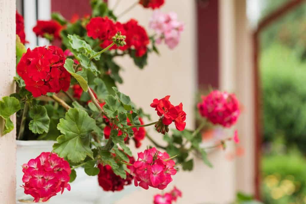 A pot of geraniums hanged on the window