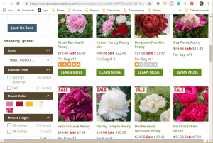 American Meadows website product page for Peony Plants or Bulbs