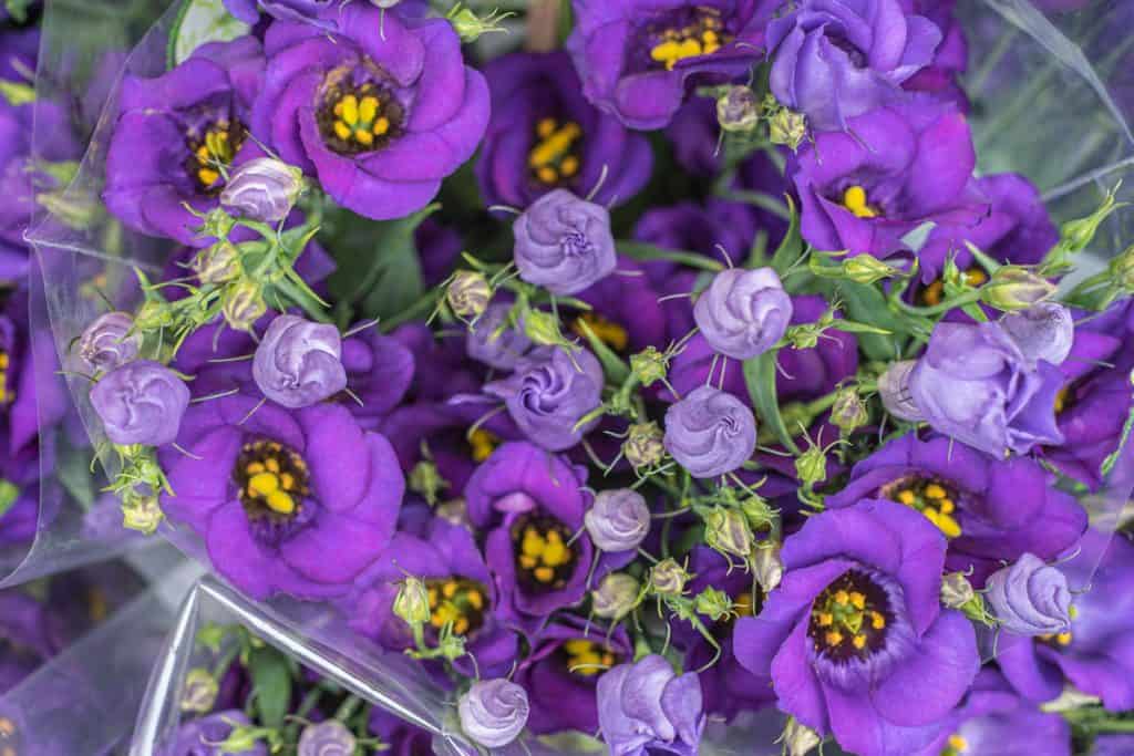 Beautiful violet lisianthus