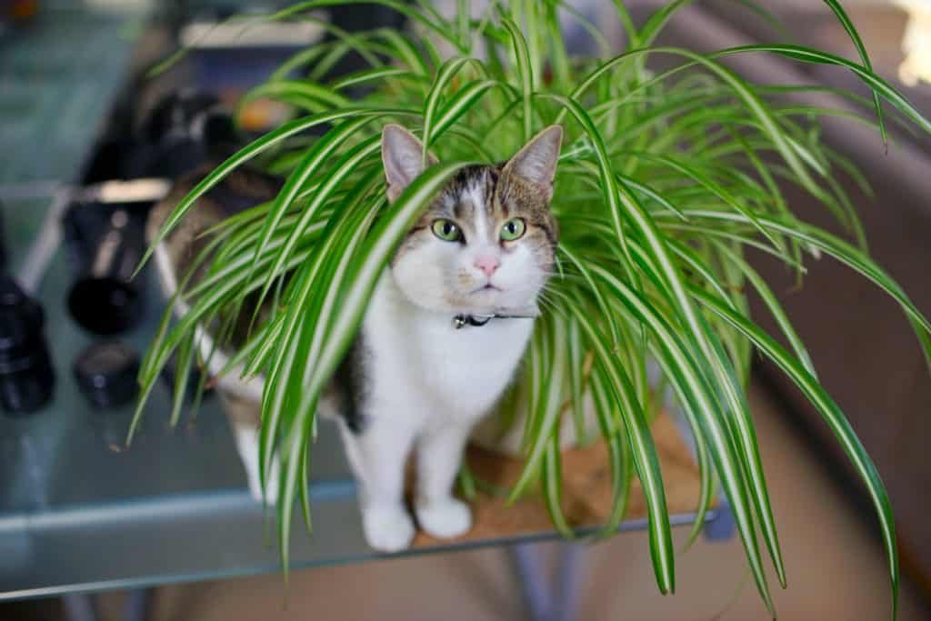 Cat playing with owners spider plant