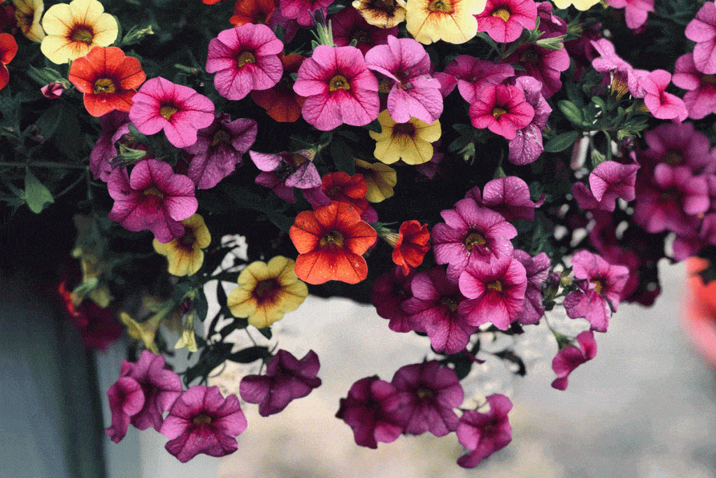 A bunch of petunias flower in different colors, Do Petunias like Sun or Shade?