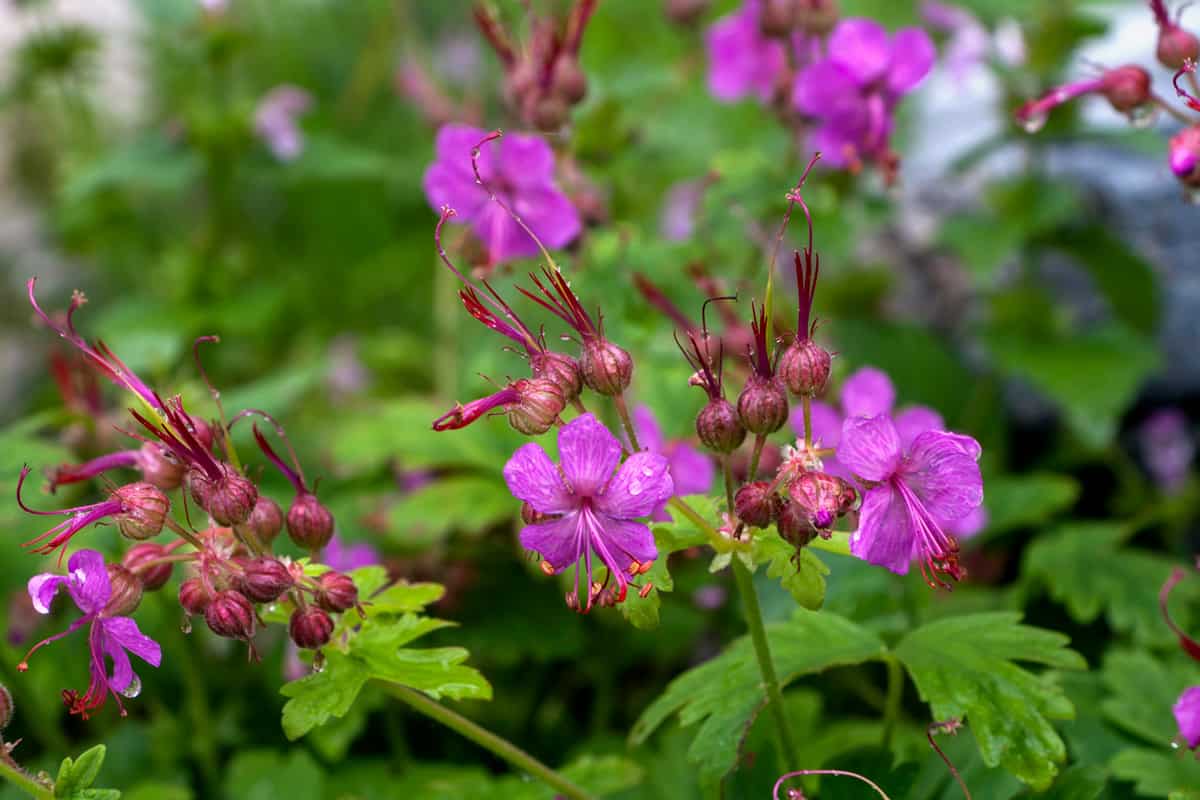 Geranium macrorrhizum with green leaves in the background