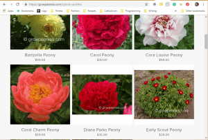 Grow Peonies website product page for Peony Plants or Bulbs