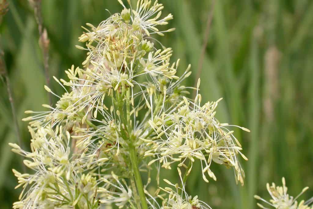 A close up photo of a Meadow Rue