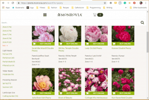Monrovia website product page for Peony Plants or Bulbs