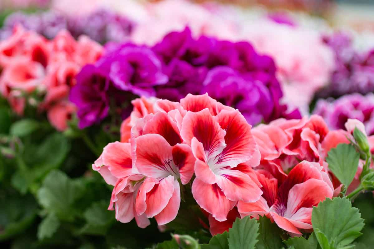 Pink red and violet geraniums