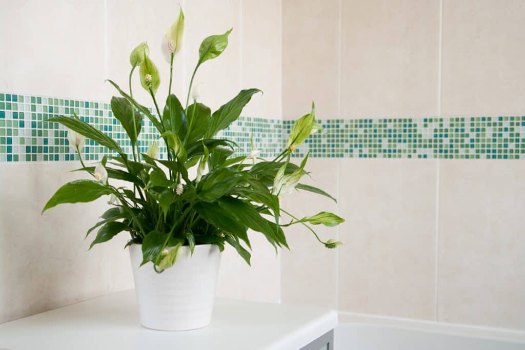 Peace lily placed indoor for decorative purpose