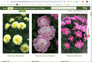 Plant Delights Nursery website product page for Peony Plants or Bulbs