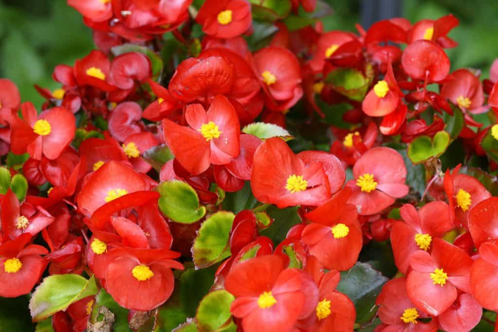 Red Begonias flowers