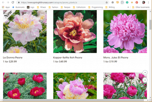 Spring Hill Nurseries website product page for Peony Plants or Bulbs