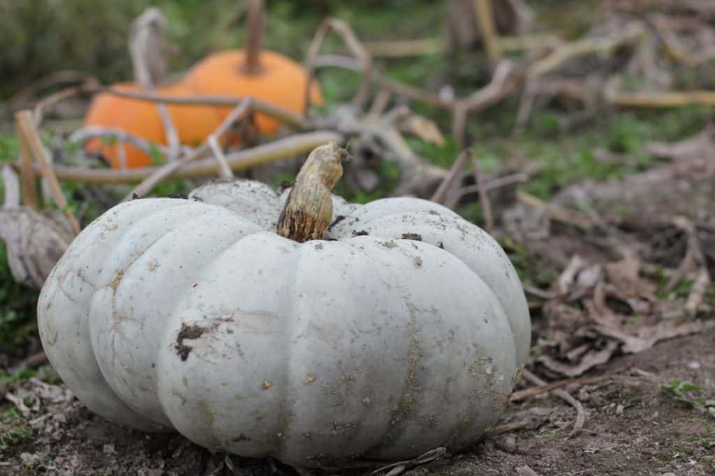 A close up shot of Jarrahdale pumpkin