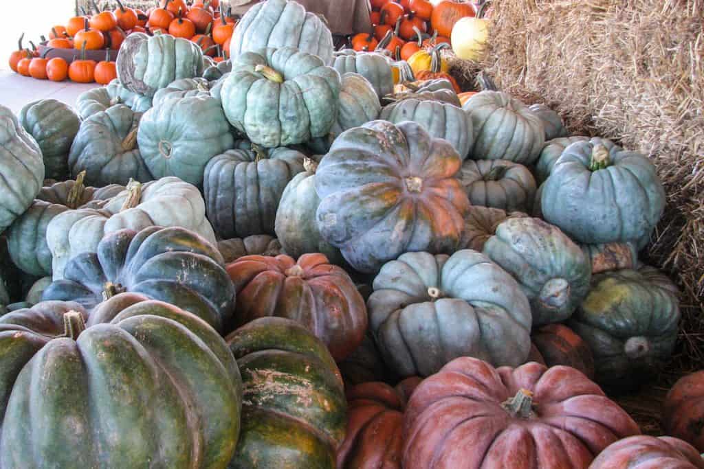 A stockpile of Jarrahdale pumpkins