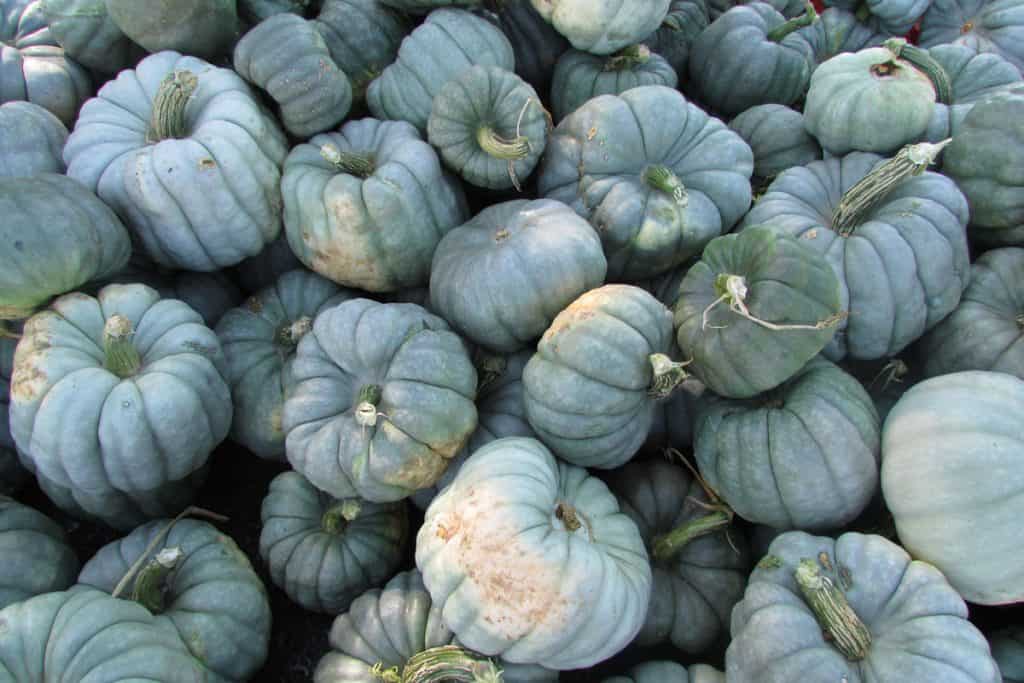 A stockpile of blue and beautiful Jarrahdale pumpkins