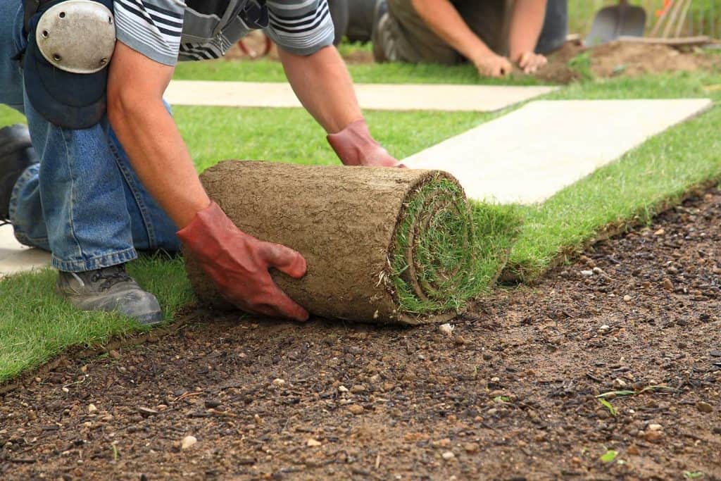 A man with red gloves laying sod for new lawn