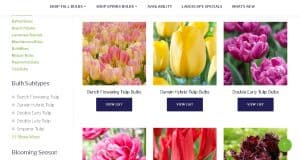 ADR Bulbs website product page for tulip bulbs