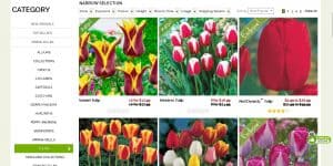 Breck's website product page for tulip bulbs