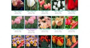 Brent and Becky's Bulb website product page for tulip bulbs