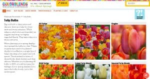 Colorblends website product page for tulip bulbs
