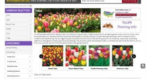 Dutch Bulbs website product page for tulip bulbs