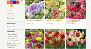 Eden Brothers website product page for tulip bulbs