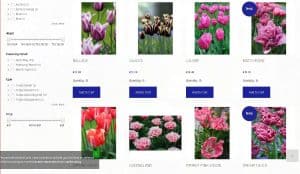 Flowerbulbs Holland website product page for tulip bulbs