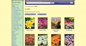 John Scheepers website product page for tulip bulbs