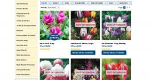 Michigan Bulb Co. website product page for tulip bulbs