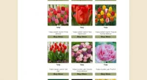 Netherland Bulb Company website product page for tulip bulbs